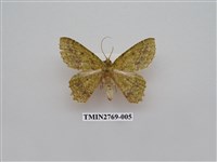 藏品(尺蛾339)的圖片